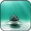 Shark Wallpaper HD