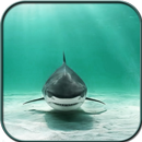 Shark Wallpaper HD APK