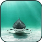 Shark Wallpaper HD icon