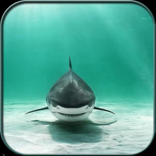 Shark Wallpaper HD for Android - APK Download
