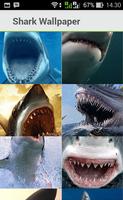 Shark Wallpaper HD screenshot 1