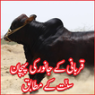 Qurbani kay janwar ki pehchan