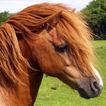 ”shetland pony wallpaper