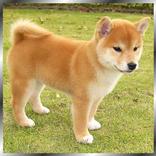 柴犬の画像写真集