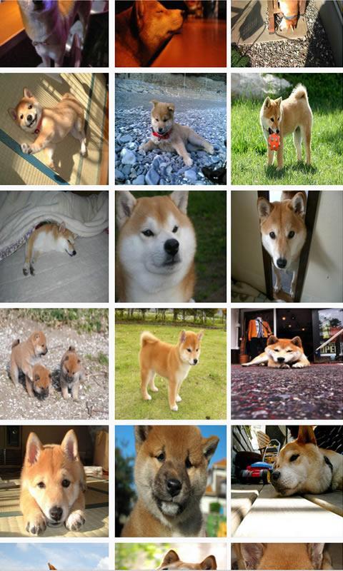 柴犬の画像写真集 Cho Android Tải Về Apk