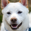 shiba inu wallpaper APK