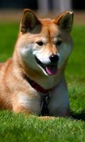 Shiba Inu Wallpaper Poster