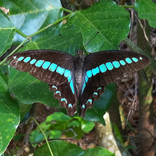 四字成語拼圖FourWordIdiom