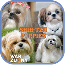 Shih Tzu Puppies Collection de photos APK