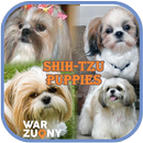 Shih Tzu पिल्ले फोटो संग्रह APK