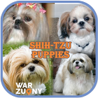 Shih Tzu Puppies Collection de photos icône