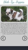 Shih Tzu Puppies Collection de photos Affiche