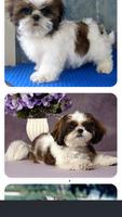 Shih Tzu Puppies Photo Collection syot layar 1