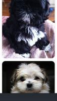 Shih Tzu Puppies Photo Collection syot layar 2