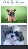 Shih Tzu Puppies Photo Collection syot layar 3