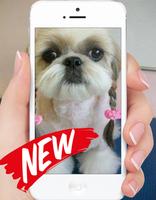 Shih Tzu Wallpaper Cartaz