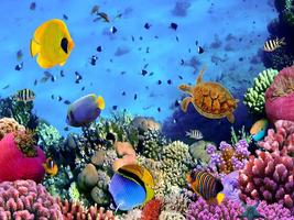 Ocean Underwater World poster