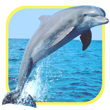 Oceani Elf: Dolphins