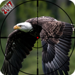 Eagle Bird Hunting Season 2017
