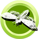 Butterfly & Insect Collector-APK