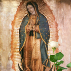 La Rosa de Guadalupe simgesi