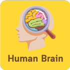 Human Of Brain আইকন