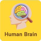 Human Of Brain आइकन
