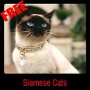 Siamese Cats APK