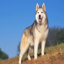 Husky Wallpapers APK