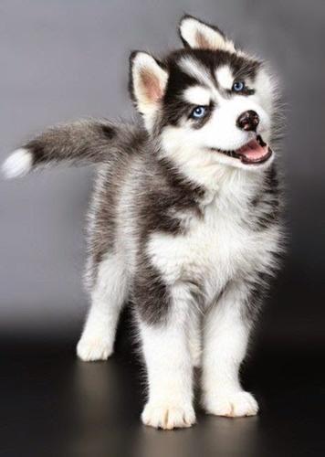 Husky Wallpapers Pour Android Telechargez L Apk