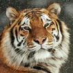 LWP амурский тигр