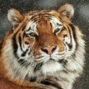 APK siberian tiger wallpaper