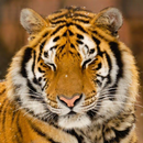 Lwp 西伯利亞虎 APK