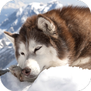 APK Siberian Husky Puzzle HD