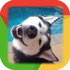 Siberian Husky Wallpaper icono