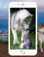 Siberian Husky Wallpaper poster