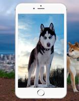 Siberian Husky Wallpaper ภาพหน้าจอ 1