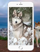 Siberian Husky Wallpaper ภาพหน้าจอ 2