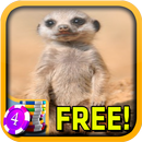 3D Meerkat Slots - Free APK