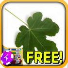 3D Fig Slots - Free أيقونة