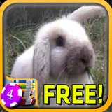 3D Happy Rabbit Slots - Free ícone
