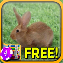 3D Jumble Bunny Slots - Free APK