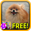 3D Pomeranian Slots - Free