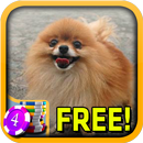 3D Pomeranian Slots - Free APK