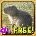Capybara Slots - Free biểu tượng