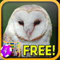 Owl Slots - Free