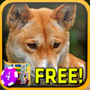3D Dingo Slots - Free APK