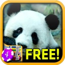 Panda Slots - Free APK