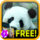 Panda Slots - Free icône