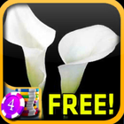 Calla Lily Slots - Free icône